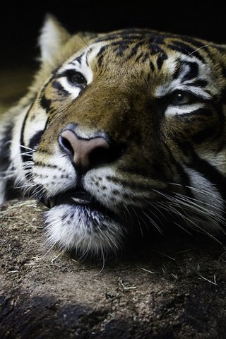 Обои тигр, глаза, морда, взгляд, дикая кошка, tiger, eyes, face, look, wild cat разрешение 2048x1463 Загрузить