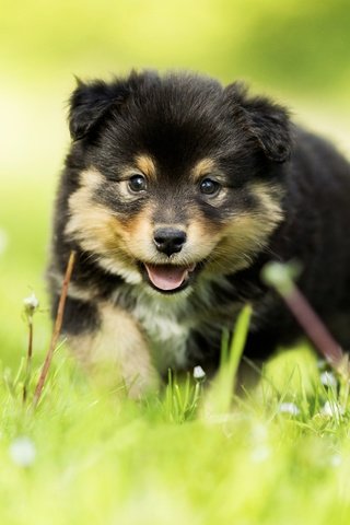 Обои трава, взгляд, собака, щенок, малыш, боке, финский лаппхунд, grass, look, dog, puppy, baby, bokeh, finnish lapphund разрешение 5472x3648 Загрузить