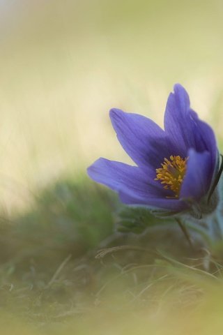 Обои цветок, весна, анемон, сон-трава, прострел, flower, spring, anemone, sleep-grass, cross разрешение 2048x1365 Загрузить