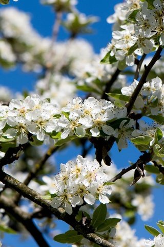 Обои небо, ветка, дерево, цветение, весна, вишня, the sky, branch, tree, flowering, spring, cherry разрешение 3000x2000 Загрузить