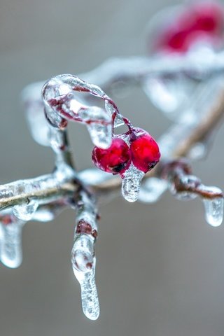 Обои ветка, природа, фон, лёд, ягоды, сосулька, рябина, ветки.ягоды, branch, nature, background, ice, berries, icicle, rowan, branch.berries разрешение 2560x1600 Загрузить