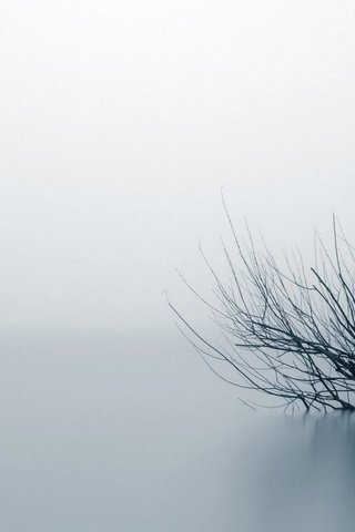 Обои вода, природа, фон, туман, ветки, куст, water, nature, background, fog, branches, bush разрешение 1935x1088 Загрузить