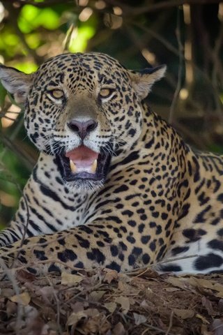 Обои взгляд, хищник, ягуар, дикая кошка, look, predator, jaguar, wild cat разрешение 2048x1330 Загрузить