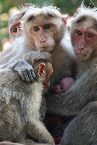 Обои взгляд, семья, детеныш, обезьяны, японские макаки, sujesh sm, look, family, cub, monkey, japanese macaque разрешение 2554x1600 Загрузить