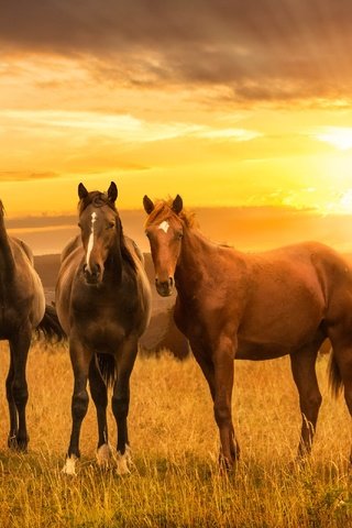 Обои закат, луг, лошади, кони, sunset, meadow, horse, horses разрешение 4000x2080 Загрузить
