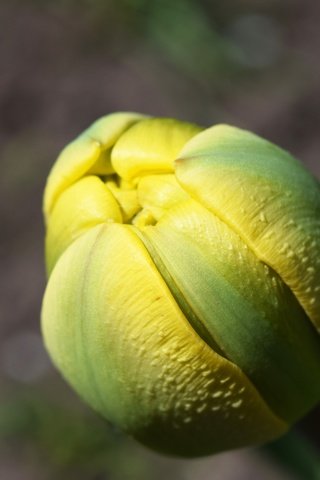 Обои желтый, макро, цветок, бутон, весна, тюльпан, yellow, macro, flower, bud, spring, tulip разрешение 6000x4000 Загрузить