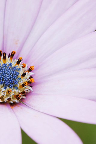 Обои макро, цветок, лепестки, остеоспермум, davide lopresti, macro, flower, petals, osteospermum разрешение 2000x1333 Загрузить