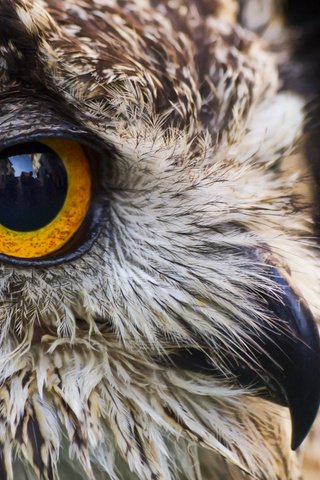 Обои глаза, сова, взгляд, птица, клюв, ушастая сова, davide lopresti, eyes, owl, look, bird, beak, long-eared owl разрешение 2000x1257 Загрузить