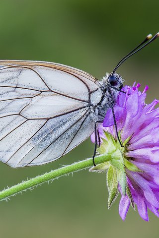 Обои насекомое, цветок, бабочка, крылья, davide lopresti, боярышница, insect, flower, butterfly, wings, the aporia crataegi разрешение 2000x1335 Загрузить