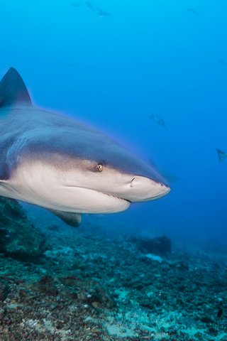 Обои море, рыбы, океан, акула, подводный мир, davide lopresti, sea, fish, the ocean, shark, underwater world разрешение 2000x1333 Загрузить