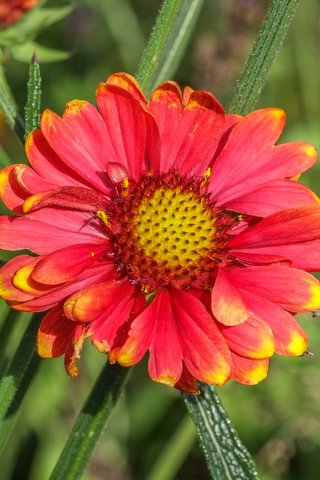 Обои природа, фон, цветок, лепестки, гайлардия, gaillardia, nature, background, flower, petals, gaylardiya разрешение 4896x3264 Загрузить