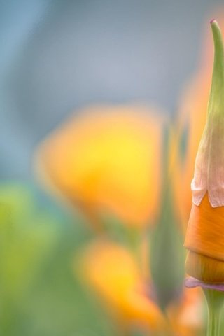 Обои цветок, лепестки, мак, бутон, оранжевый, эшштольция калифорнийская, flower, petals, mac, bud, orange, escholzia california разрешение 1920x1200 Загрузить