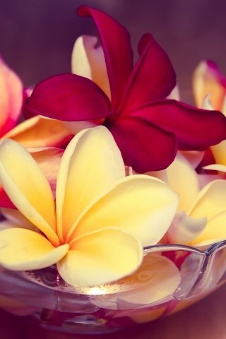 Обои цветы, экзотика, миска, плюмерия, франжипани, flowers, exotic, bowl, plumeria, frangipani разрешение 2048x1365 Загрузить