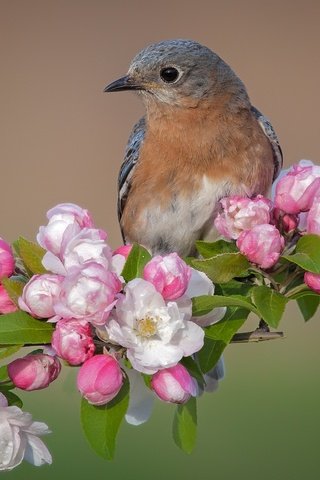Обои цветы, фон, птица, весна, яблоня, лазоревка, flowers, background, bird, spring, apple, blue tit разрешение 2048x1366 Загрузить