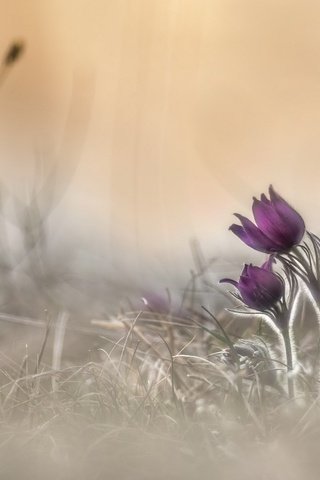 Обои цветы, природа, весна, анемон, сон-трава, прострел, flowers, nature, spring, anemone, sleep-grass, cross разрешение 2560x1707 Загрузить