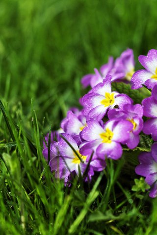 Обои цветы, трава, первоцвет, примулы, flowers, grass, primrose разрешение 2048x1365 Загрузить