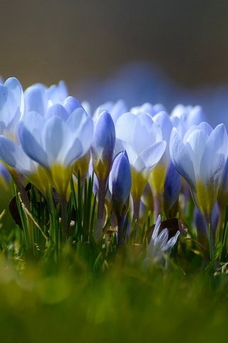 Обои цветы, весна, крокусы, боке, flowers, spring, crocuses, bokeh разрешение 1920x1202 Загрузить