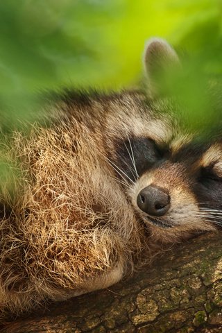 Обои дерево, листья, сон, животное, енот, tree, leaves, sleep, animal, raccoon разрешение 2048x1365 Загрузить