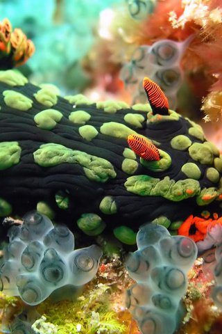 Обои краски, океан, растение, моллюск, кораллы, подводный мир, голожаберный моллюск, paint, the ocean, plant, clam, corals, underwater world, nudibranchs разрешение 1920x1200 Загрузить