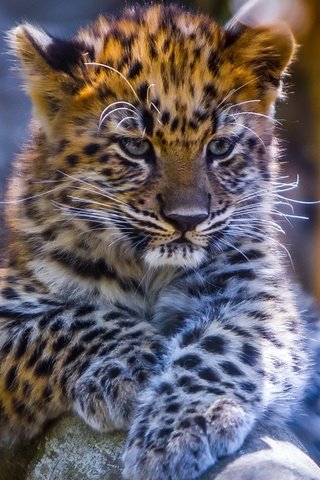 Обои глаза, мордочка, взгляд, леопард, детеныш, eyes, muzzle, look, leopard, cub разрешение 1920x1080 Загрузить