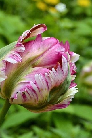 Обои цветы, природа, макро, весна, тюльпаны, боке, flowers, nature, macro, spring, tulips, bokeh разрешение 1920x1280 Загрузить