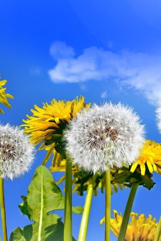 Обои небо, цветы, солнце, поле, весна, одуванчики, the sky, flowers, the sun, field, spring, dandelions разрешение 2520x1650 Загрузить