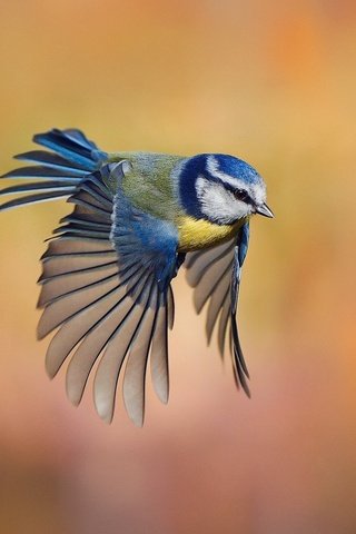 Обои фон, полет, размытость, птица, синица, лазоревка, background, flight, blur, bird, tit, blue tit разрешение 1920x1080 Загрузить