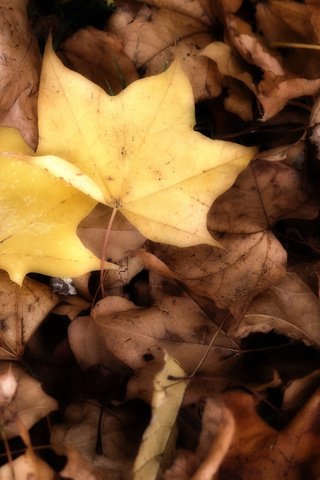 Обои природа, листья, осень, клен, nature, leaves, autumn, maple разрешение 2048x1365 Загрузить