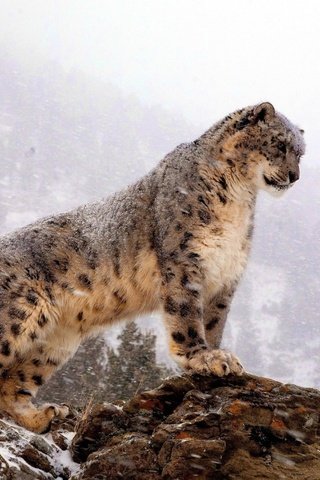 Обои горы, снег, скала, хищник, большая кошка, снежный барс, ирбис, стоит, mountains, snow, rock, predator, big cat, snow leopard, irbis, is разрешение 1920x1080 Загрузить