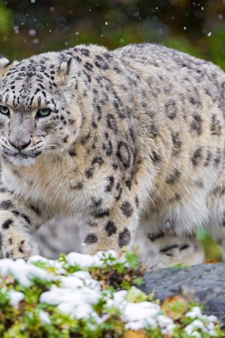 Обои снег, животные, хищник, снежный барс, ирбис, snow, animals, predator, snow leopard, irbis разрешение 2048x1365 Загрузить