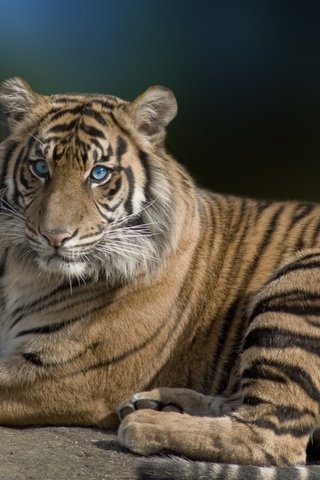 Обои тигр, глаза, морда, взгляд, хищник, большая кошка, tiger, eyes, face, look, predator, big cat разрешение 1920x1080 Загрузить