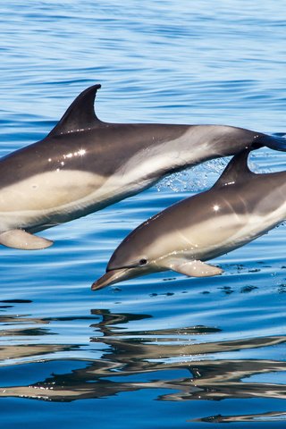 Обои вода, отражение, брызги, прыжок, дельфины, water, reflection, squirt, jump, dolphins разрешение 3200x1951 Загрузить