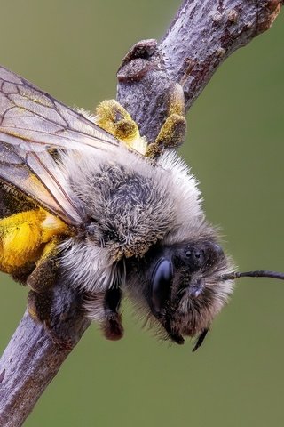 Обои природа, макро, насекомое, фон, крылья, усики, пчела, nature, macro, insect, background, wings, antennae, bee разрешение 2048x1365 Загрузить