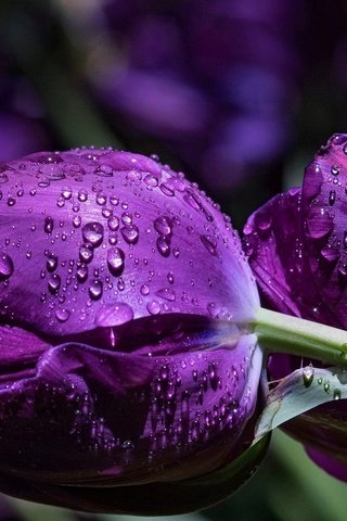 Обои цветы, макро, капли, тюльпаны, фиолетовые, flowers, macro, drops, tulips, purple разрешение 1920x1200 Загрузить