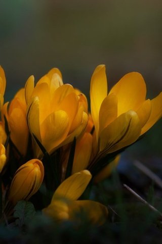 Обои цветы, трава, макро, весна, крокусы, flowers, grass, macro, spring, crocuses разрешение 2048x1095 Загрузить