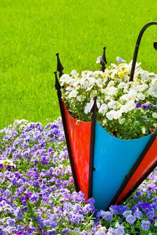 Обои цветы, трава, природа, лето, зонт, анютины глазки, газон, клумба, flowers, grass, nature, summer, umbrella, pansy, lawn, flowerbed разрешение 3831x2554 Загрузить