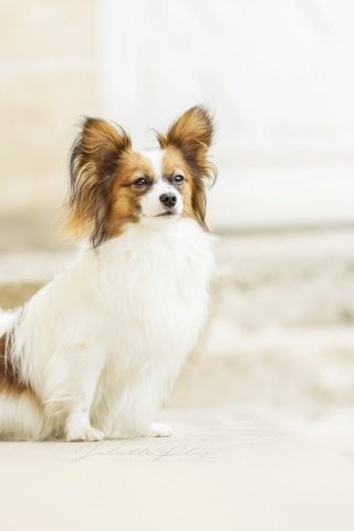 Обои фон, взгляд, собака, папильон, background, look, dog, papillon разрешение 2560x1707 Загрузить