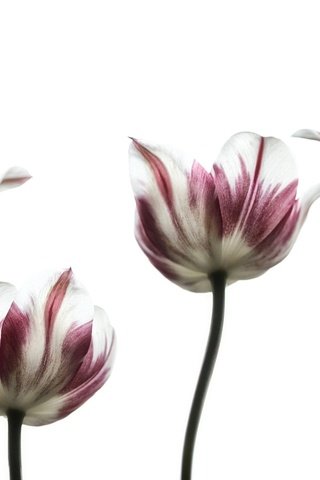 Обои цветы, лепестки, весна, тюльпаны, белый фон, тюльпан, стебель, flowers, petals, spring, tulips, white background, tulip, stem разрешение 2048x1320 Загрузить