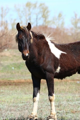 Обои лошадь, взгляд, конь, грива, степь, хвост, horse, look, mane, the steppe, tail разрешение 1920x1280 Загрузить