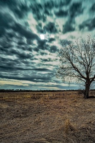 Обои небо, природа, дерево, фон, поле, the sky, nature, tree, background, field разрешение 2048x1304 Загрузить