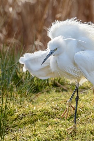 Обои природа, фон, крылья, птица, клюв, перья, цапля, белая цапля, nature, background, wings, bird, beak, feathers, heron, white egret разрешение 2048x1367 Загрузить