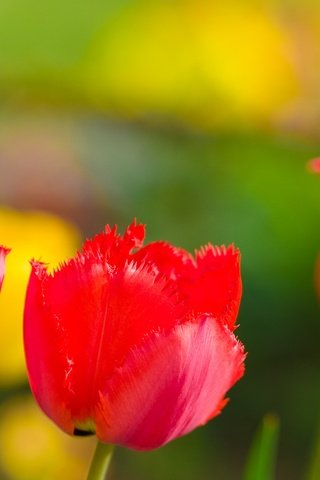 Обои цветы, природа, лепестки, сад, луг, весна, тюльпан, flowers, nature, petals, garden, meadow, spring, tulip разрешение 2048x1152 Загрузить