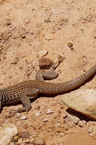 Обои природа, пустыня, ящерица, пресмыкающееся, nature, desert, lizard, reptile разрешение 2048x1250 Загрузить