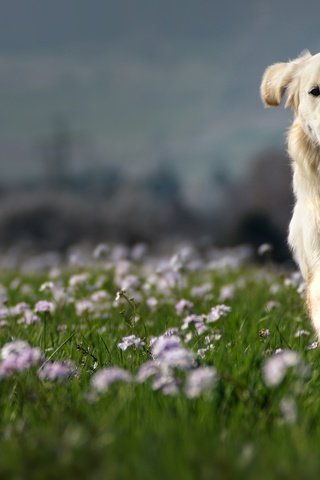 Обои природа, собака, луг, друг, золотистый ретривер, clé manuel, nature, dog, meadow, each, golden retriever, manuel clé разрешение 3000x2000 Загрузить