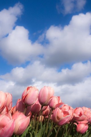 Обои небо, цветы, облака, природа, весна, тюльпаны, the sky, flowers, clouds, nature, spring, tulips разрешение 2048x1218 Загрузить