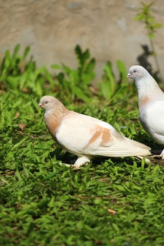 Обои природа, фон, птицы, клюв, перья, травка, голубь, голуби, nature, background, birds, beak, feathers, weed, dove, pigeons разрешение 1920x1280 Загрузить