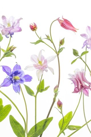 Обои цветы, разноцветный, белый фон, водосбор, аквилегия, flowers, colorful, white background, the catchment, aquilegia разрешение 2048x1365 Загрузить