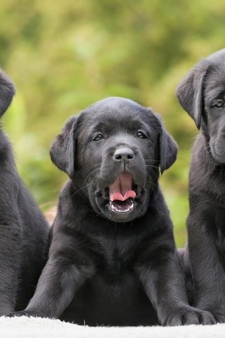 Обои щенки, семья, лабрадор, собаки, лабрадор-ретривер, puppies, family, labrador, dogs, labrador retriever разрешение 3840x2400 Загрузить