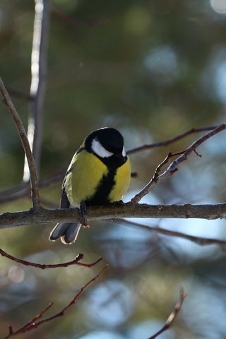 Обои природа, фон, птица, синица, веточки, nature, background, bird, tit, twigs разрешение 1920x1280 Загрузить