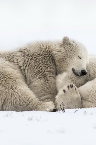 Обои снег, природа, сон, медведи, белый медведь, snow, nature, sleep, bears, polar bear разрешение 1920x1118 Загрузить